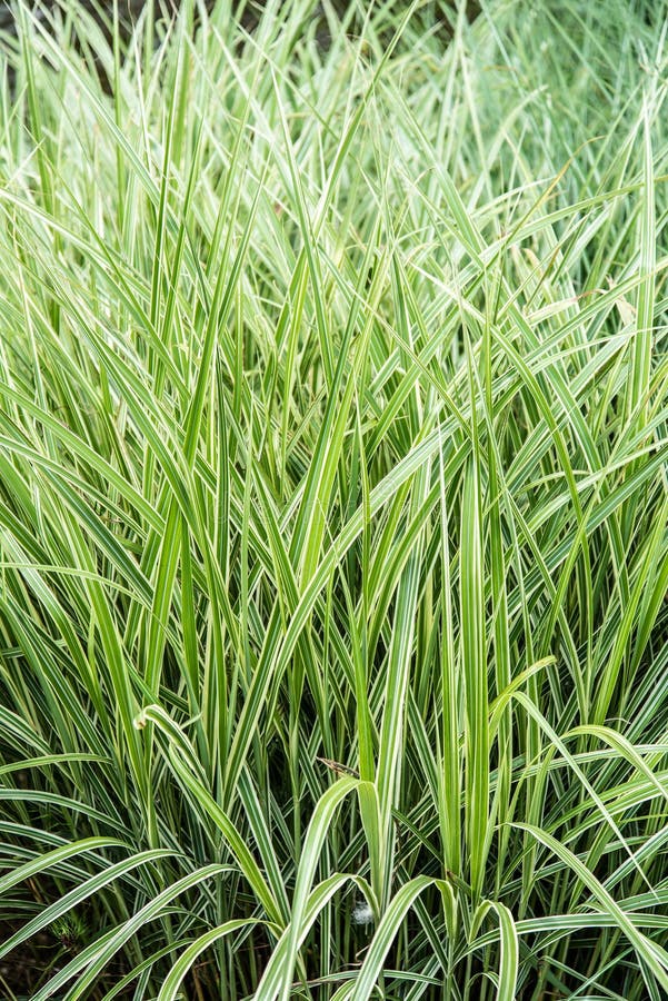 Herbe ornementale pour l'aménagement photo stock Herbe ornementale pour l'aménagement photo stock