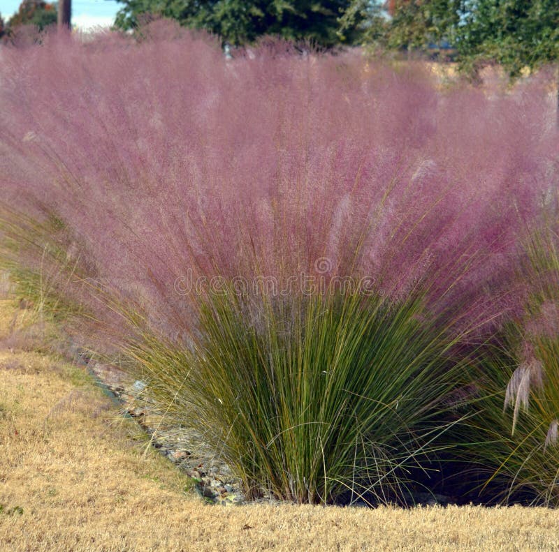 A specimen of Muhlenbergia capillaris, commonly known as the pink muhly grass. A specimen of Muhlenbergia capillaris, commonly known as the pink muhly grass