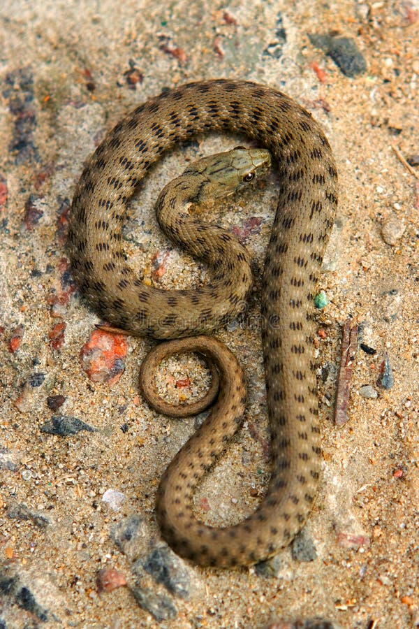 Grass-snake lie on the ground. Grass-snake lie on the ground