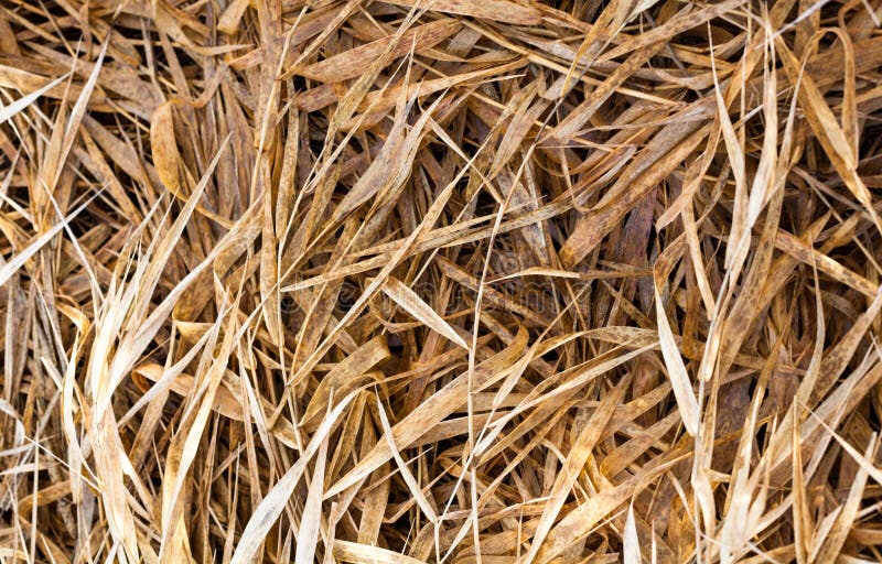 Herbe sèche fanée photos stock Herbe sèche fanée photos stock