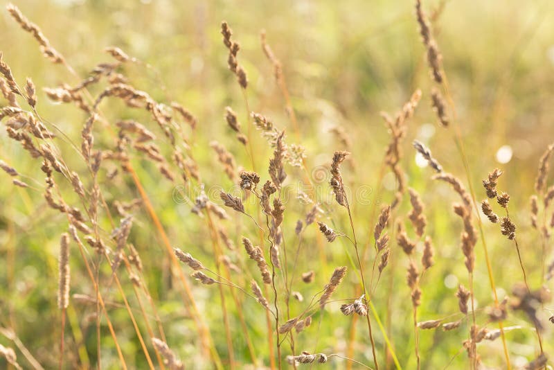 Herbe sèche sur un fond vert floue dans les rayons du soleil avec les points forts et le bokeh. Focus sélectif