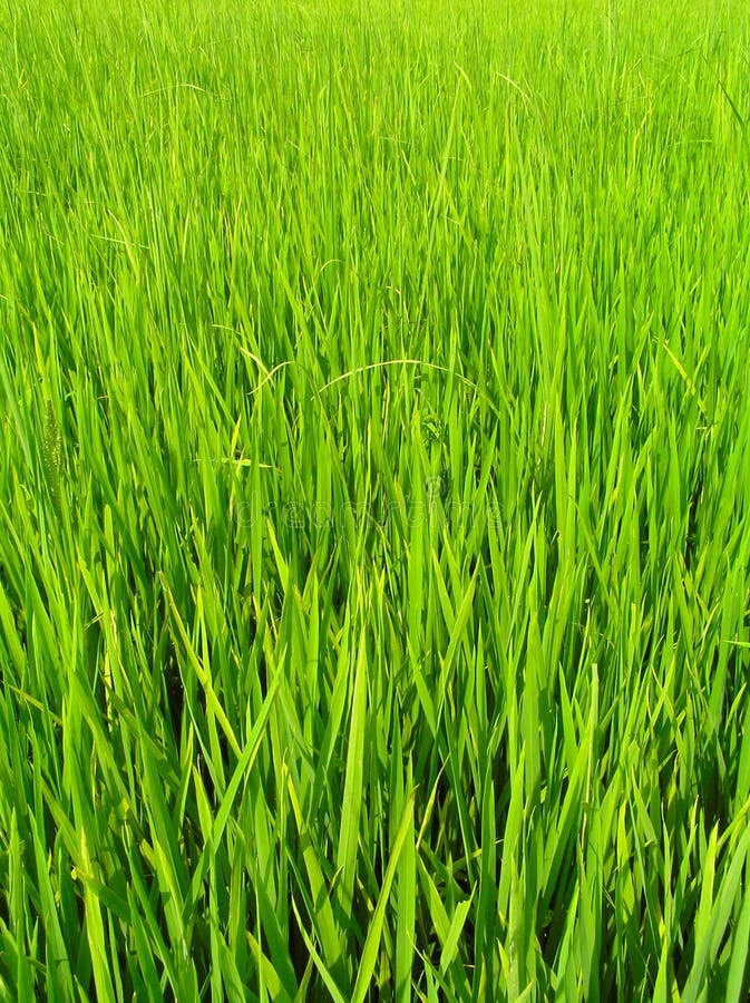 Green and yellowish grass growing high. Green and yellowish grass growing high