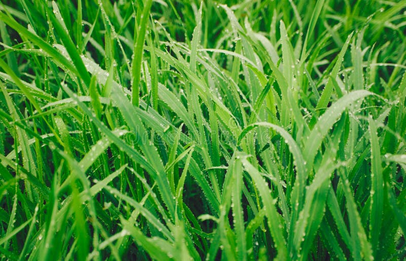 Herbe verte dans les baisses de ros?e de matin photographie stock Herbe verte dans les baisses de ros?e de matin photographie stock