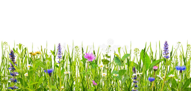 Green grass and wild flowers isolated on white background. Green grass and wild flowers isolated on white background.