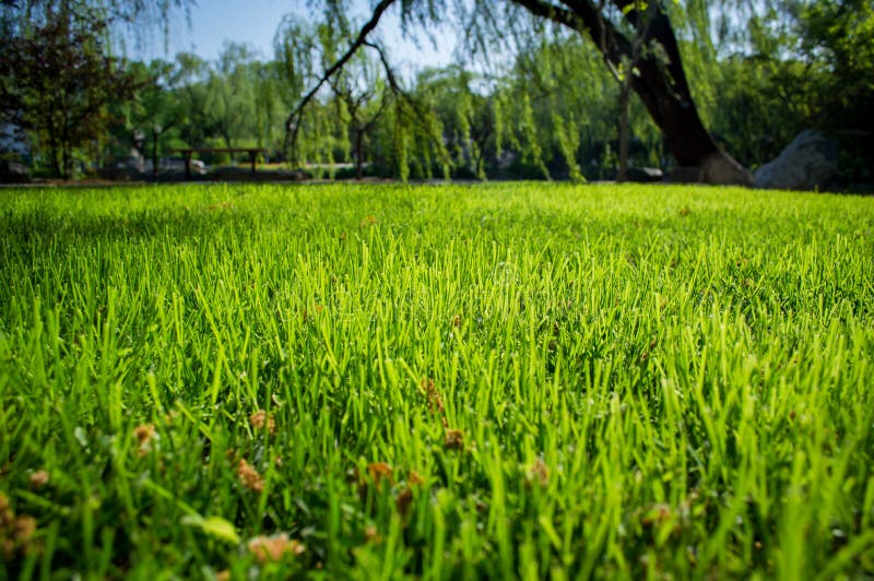 Herbe verte fraîche au printemps photo stock Herbe verte fraîche au printemps photo stock