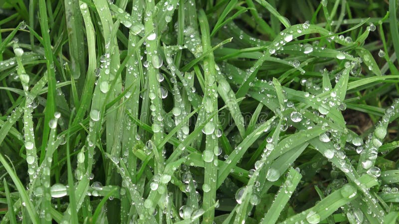 Herbe verte fraîche avec des baisses de l'eau