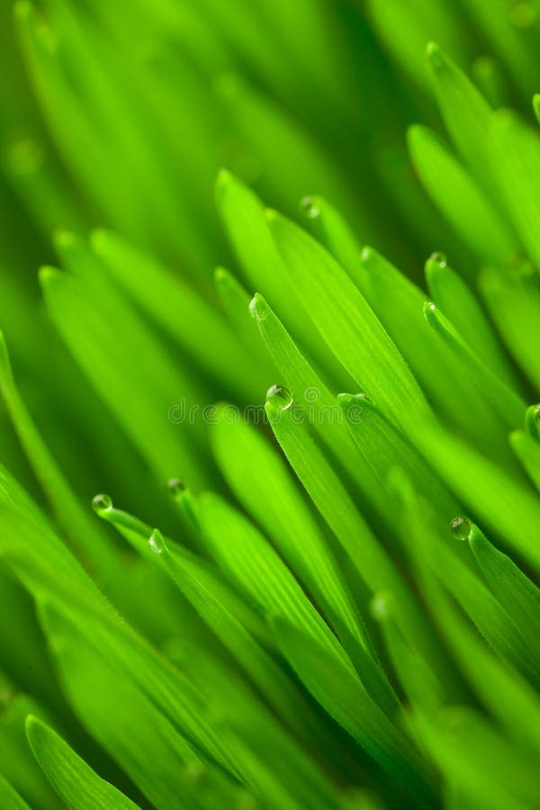 Herbe verte fraîche de blé avec la rosée de baisses image libre de droits Herbe verte fraîche de blé avec la rosée de baisses image libre de droits