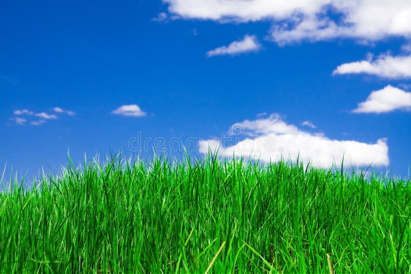 Herbe verte sous le ciel bleu photos libres de droits Herbe verte sous le ciel bleu photos libres de droits