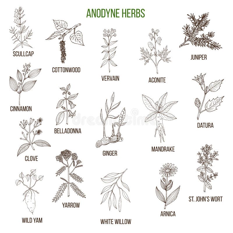 Anodyne herbs. Hand drawn vector set of medicinal plants. Anodyne herbs. Hand drawn vector set of medicinal plants