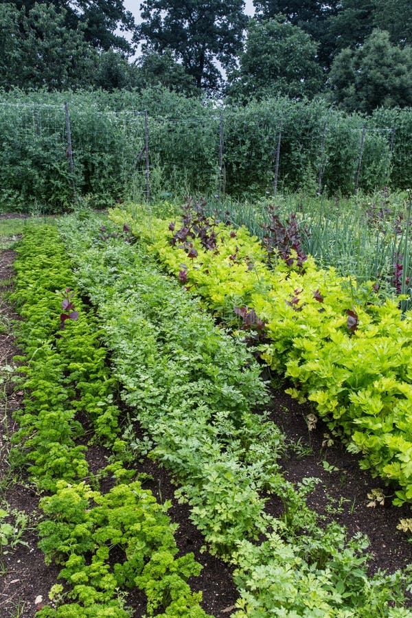 Herbes croissantes urbaines de potager photo libre de droits Herbes croissantes urbaines de potager photo libre de droits