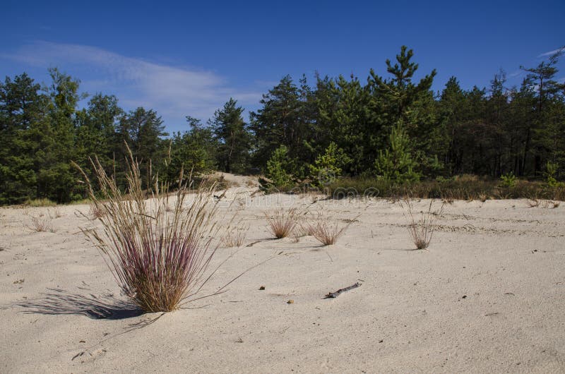 Herbes de Bush s'élevant sur les sables blancs du désert à côté de la forêt de pin à l'arrière-plan d'un ciel bleu image stock Herbes de Bush s'élevant sur les sables blancs du désert à côté de la forêt de pin à l'arrière-plan d'un ciel bleu image stock