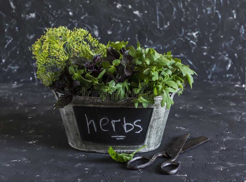 Herbes fraîches de jardin - basilic, arugula, thym dans un panier en métal et vieux ciseaux photographie stock Herbes fraîches de jardin - basilic, arugula, thym dans un panier en métal et vieux ciseaux photographie stock