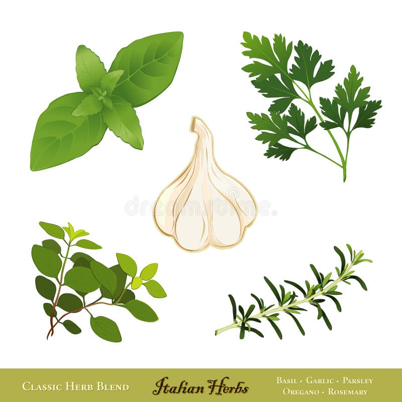 Herbes italiennes illustration libre de droits Herbes italiennes illustration libre de droits