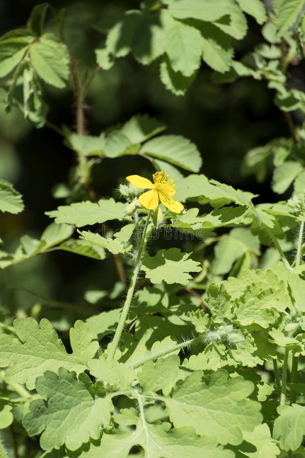 Herbes médicinales : Fleur et feuilles jaunes d'un plus grand celandine photos stock Herbes médicinales : Fleur et feuilles jaunes d'un plus grand celandine photos stock