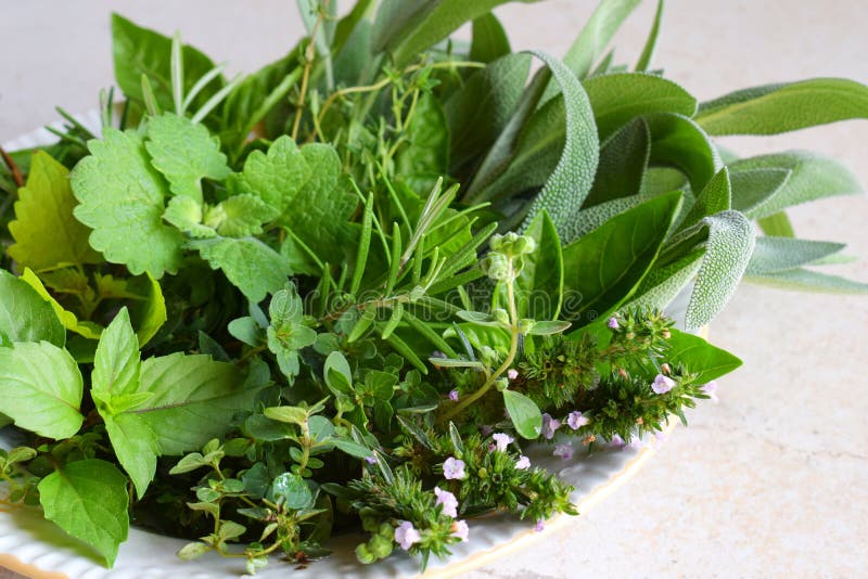 Herbes épicées et médicinales fraîches sur le fond blanc Bouquet de diverse herbe - romarin, origan, sauge, marjolaine, basilic, photos stock Herbes épicées et médicinales fraîches sur le fond blanc Bouquet de diverse herbe - romarin, origan, sauge, marjolaine, basilic, photos stock