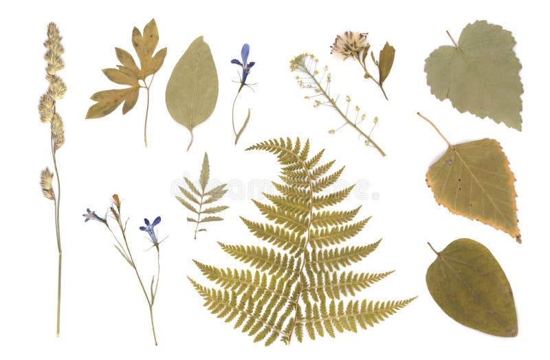 Herbier sec pressé de diverses usines photo stock Herbier sec pressé de diverses usines photo stock