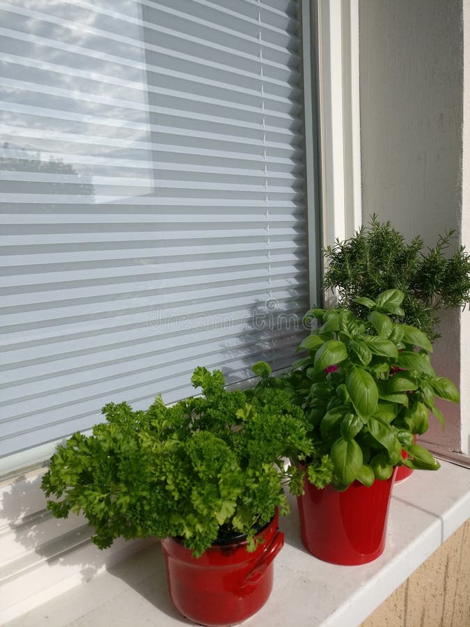 687 Rosemary Balcony Stock Photos Free & RoyaltyFree Stock Photos from Dreamstime