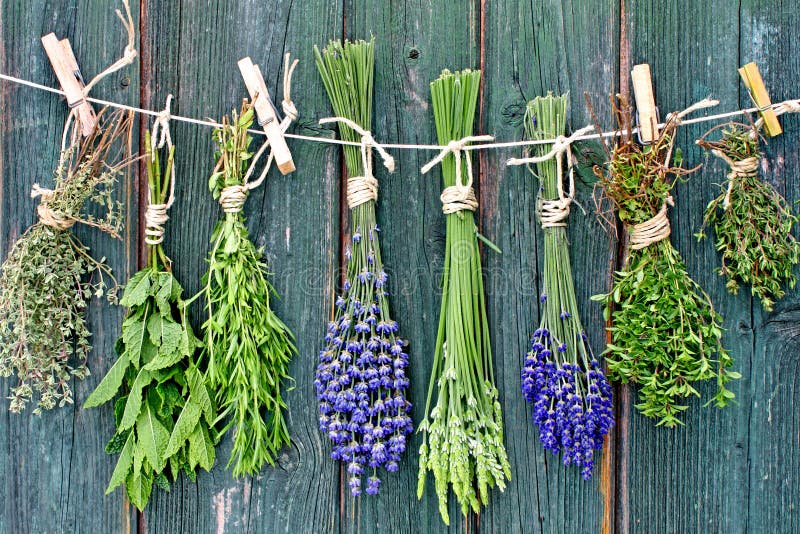 Herbs and flowers hanging out to dry royalty free stock image