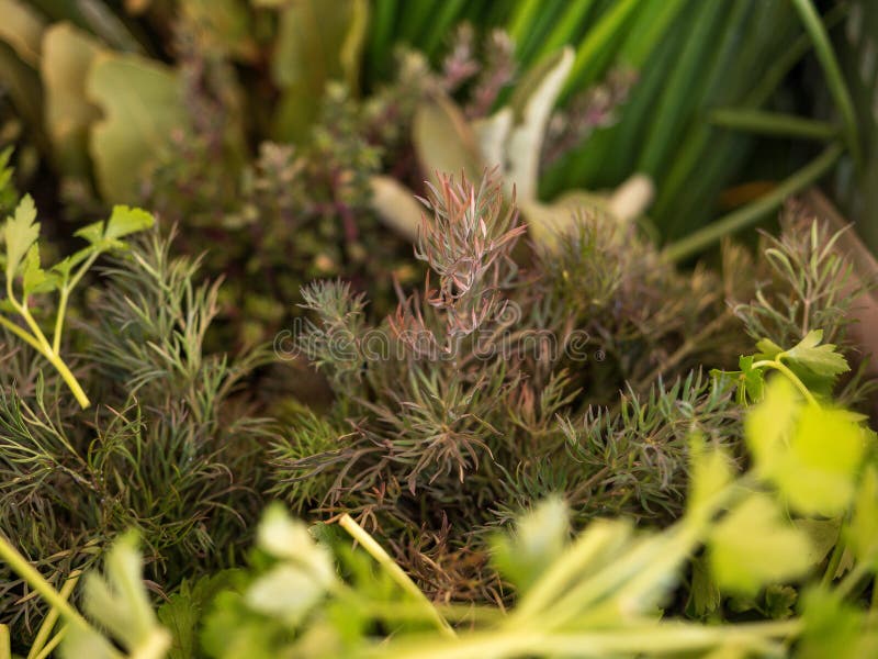 Herbs at market green stock images Herbs at market green stock images