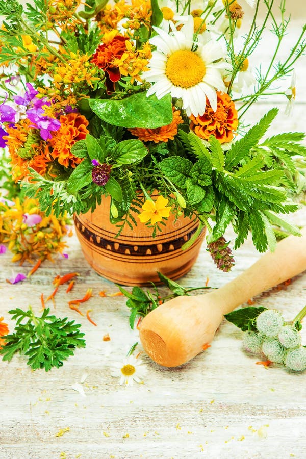 Herbs. Medicinal plants. stock photo. Image of alternative 113709788