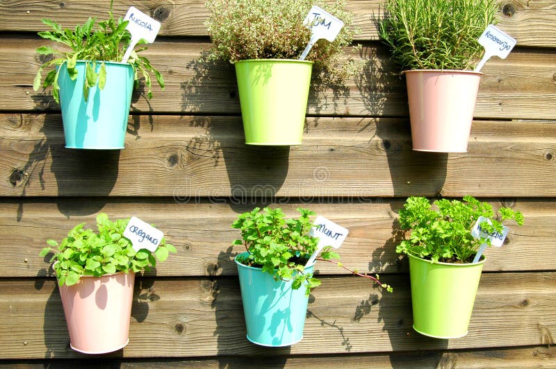 Herbs in pot in the garden