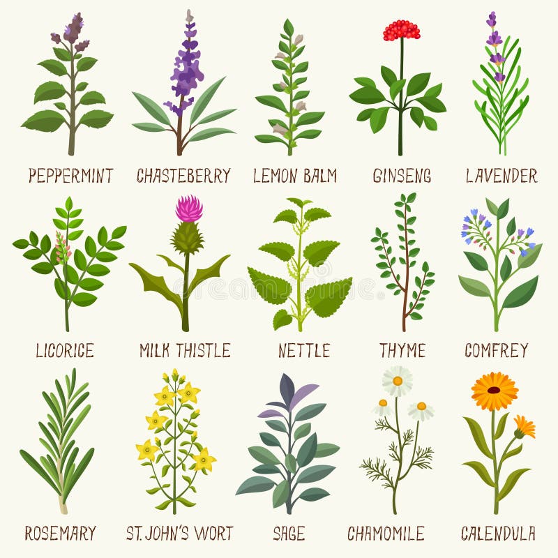 Herbs set stock vector. Illustration of herbal, licorice 97216302