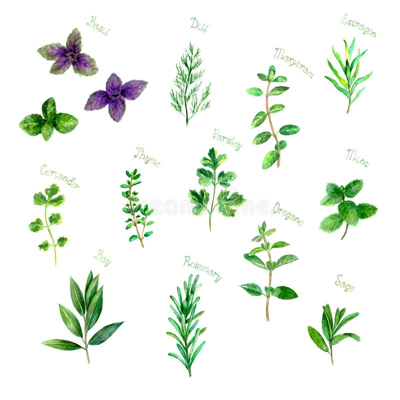 Herbs spices watercolor green fresh set on white stock illustration Herbs spices watercolor green fresh set on white stock illustration