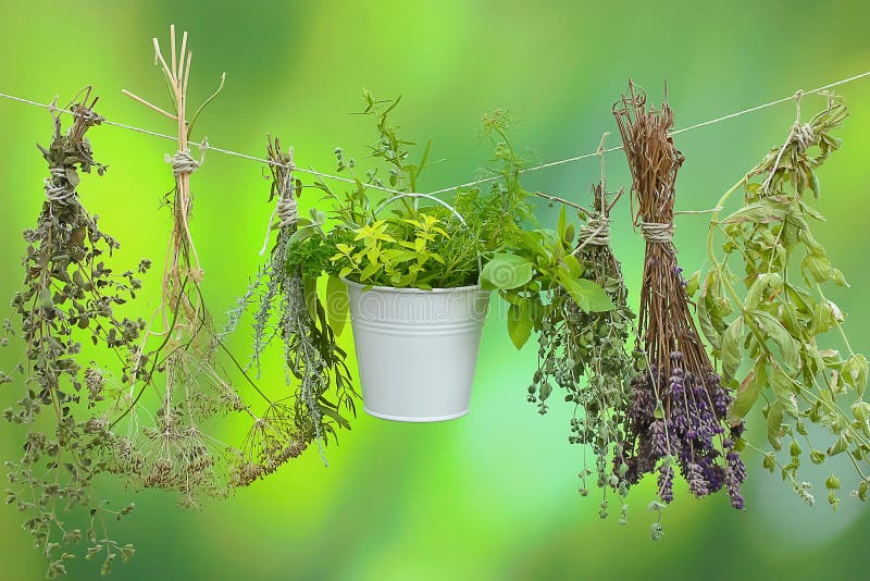 Herbs on a string stock image. Image of herb, decorations 39331617