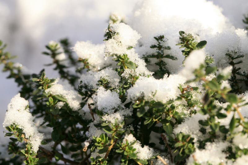 Winter thyme. stock image. Image of hoarfrost, green 105378577