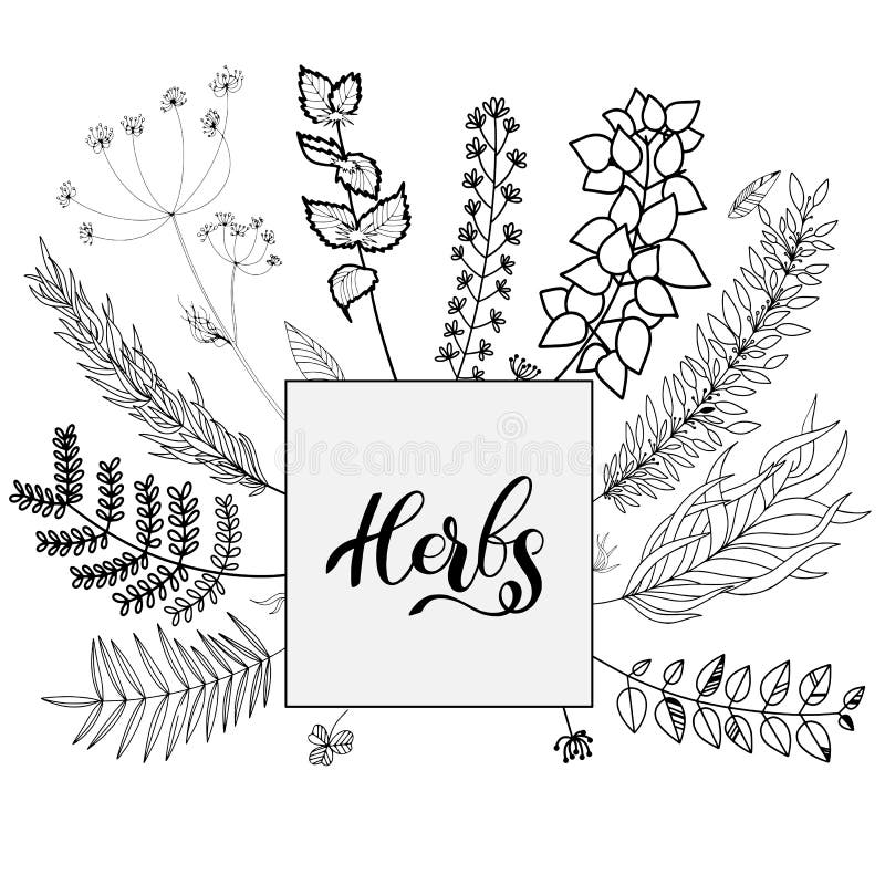 Herbs Vector Set Black and White Stock Vector Illustration of nature