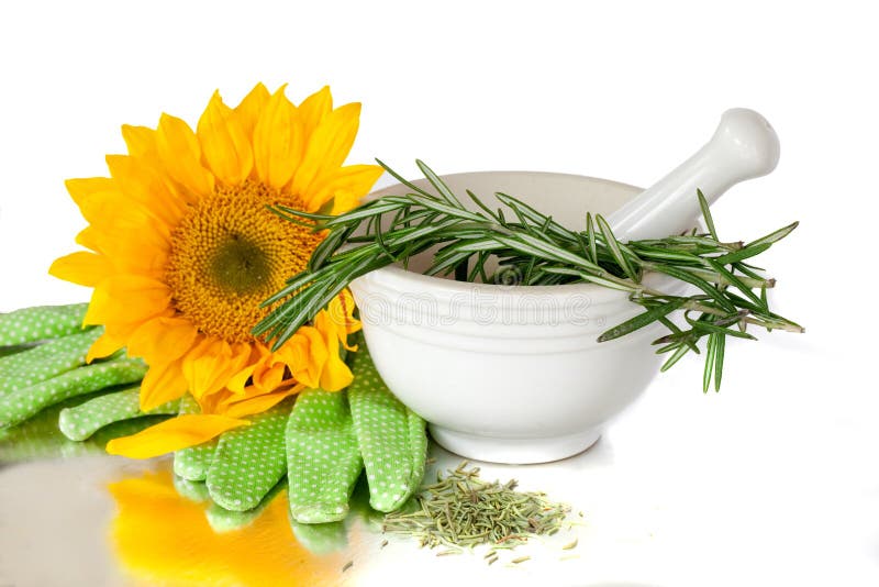 Herbs In A White Mortar and Pestle Ceramic Pot