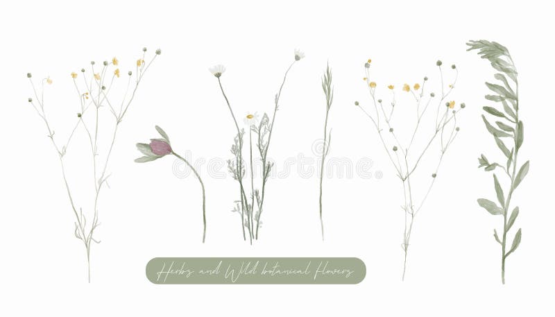 Herbs and wild botanical flowers. Set of botany vintage flowers