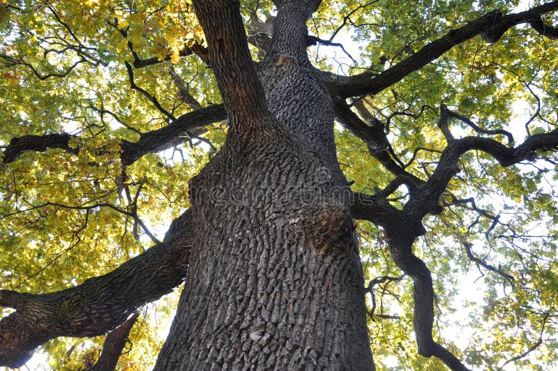 557 Herbst Eichenbaum Fotos Kostenlose Und Royalty Free Stock Fotos Von Dreamstime