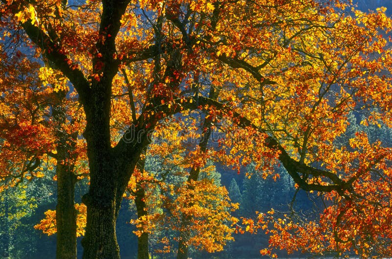Herbst-Blätter, Yosemite