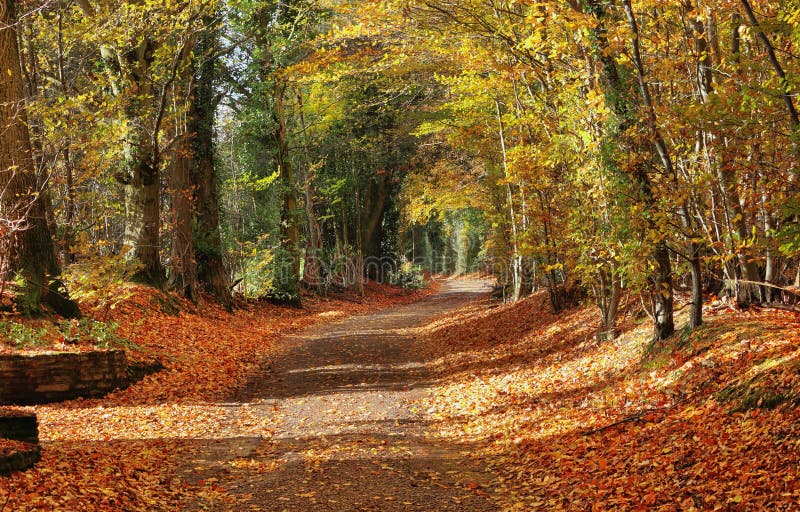 Herbst in einem englischen landwirtschaftlichen Weg lizenzfreies stockfoto Herbst in einem englischen landwirtschaftlichen Weg lizenzfreies stockfoto