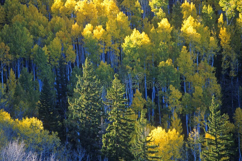 Herbst färbt Santa Fe National Park, Nanometer lizenzfreie stockfotos Herbst färbt Santa Fe National Park, Nanometer lizenzfreie stockfotos