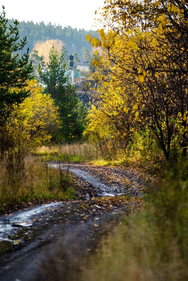 Herbst Gelbe Bäume und Waldweg Gefallene Blätter stockfotografie Herbst Gelbe Bäume und Waldweg Gefallene Blätter stockfotografie