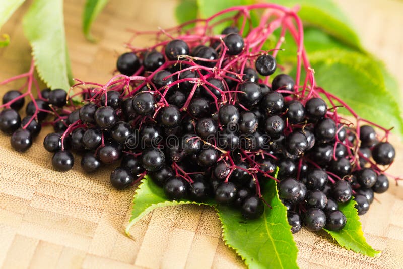 Still-Life with ripe black Elder Berries. Still-Life with ripe black Elder Berries.