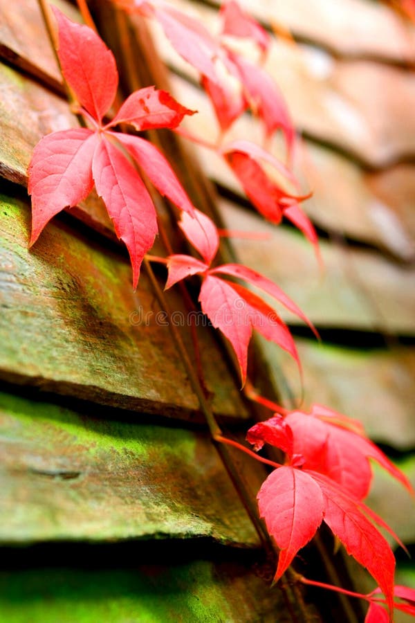 Virginia creepers changing color as they creep upwards on a wooden fence signifying the onset of autumn. Virginia creepers changing color as they creep upwards on a wooden fence signifying the onset of autumn.