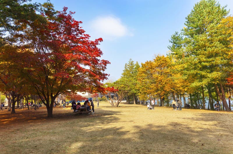 Herbst von Nami-Insel morgens Südkorea lizenzfreie stockbilder Herbst von Nami-Insel morgens Südkorea lizenzfreie stockbilder