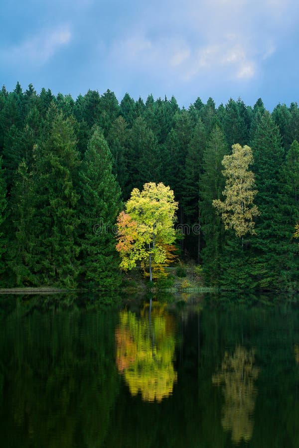 Herbstbaum auf der Küste des Sees lizenzfreie stockfotos Herbstbaum auf der Küste des Sees lizenzfreie stockfotos