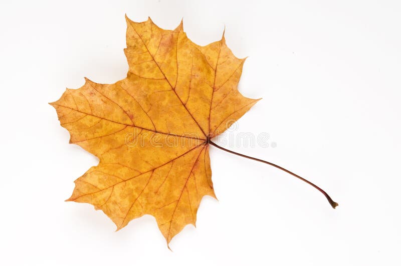 Buche Baum Englisch Buche Baum Englisch