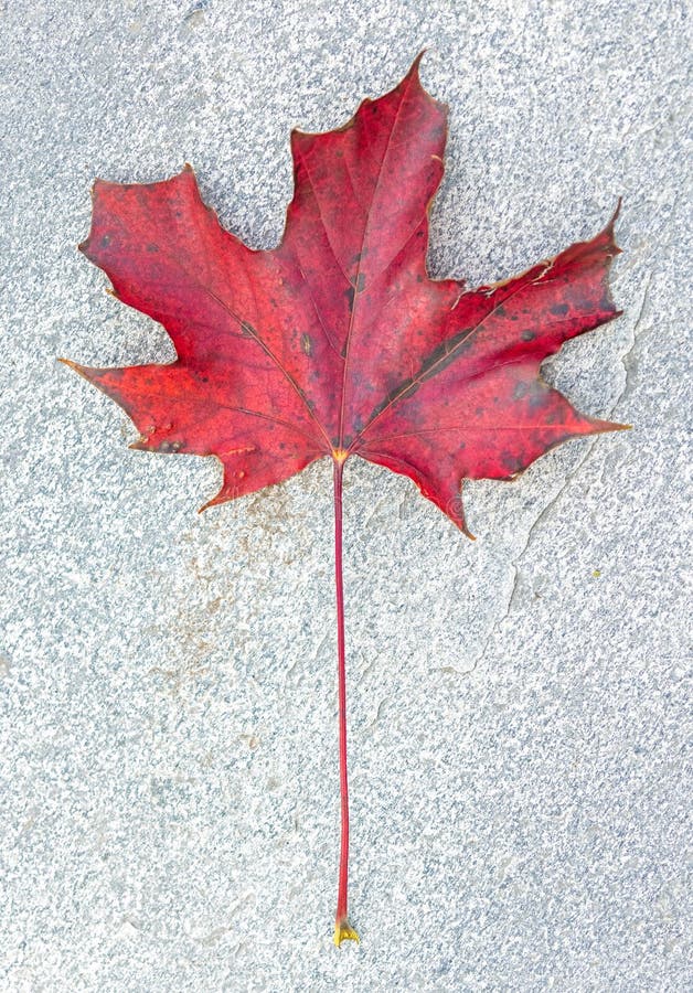 Herbstblatt auf Steinstruktur