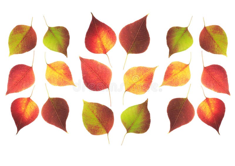 Herbstblätter lizenzfreie stockfotos Herbstblätter lizenzfreie stockfotos