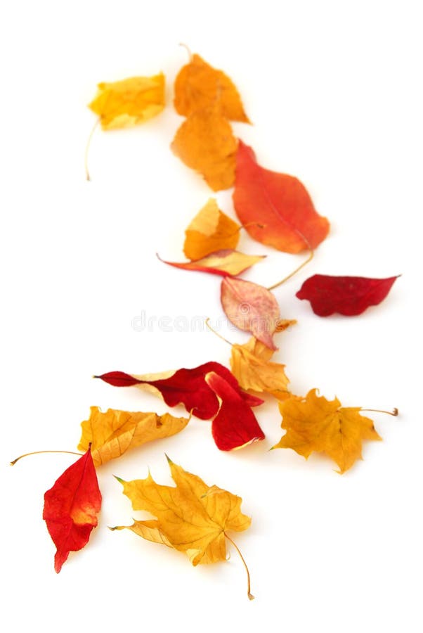 Herbstblätter stockbild Herbstblätter stockbild
