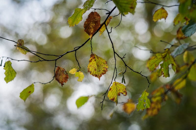 Herbstblätter im Regen flache Feldtiefe. Haselbaum im Regen im November