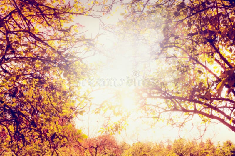Herbstbäume mit bunten Blättern und Sonne beleuchten, unscharfer Naturhintergrund lizenzfreie stockbilder Herbstbäume mit bunten Blättern und Sonne beleuchten, unscharfer Naturhintergrund lizenzfreie stockbilder