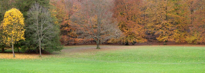 Herbstbäume mit roten und gelben Blättern lizenzfreie stockfotos