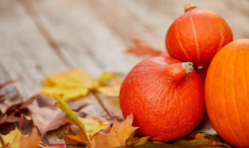 Herbstdekor aus Kürbis, Beeren und Blättern auf weißem Holzboden Thanksgiving-Tag oder Halloween Flachlage stockfoto