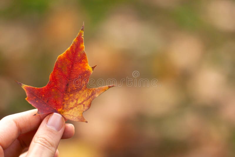 Herbstfallender natürlicher gelb-orangefarbener Urlaub in der Hand mit Buche auf dem Hintergrund. verschwommenes Bannerkonzept mit Kopierraum